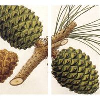 Christmas Matches Set of 10 Boxes, Match Book, Pinecones