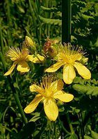 5 Starter Potted Plant of Hypericum perforatum, ST. John's Wort