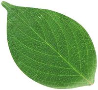 American Metalcraft PPL7 Leaf Cheese Paper, 7" Length, 4-1/2" Width