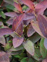 Perennial Farm Marketplace Hypericum a. 'Albury Purple' (St. John's Wort) Perennial, Size-#1 Container, Purplish-Red Leaves with Yellow Flowers