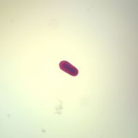 Aurelia Planula, w.m. Microscope Slide