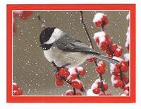 Chickadee and Berries in Snow Blank Note Cards (8 Cards; 4" x 5.25"; White Envelopes; 8-1)