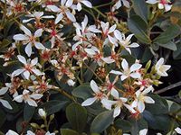 Rhaphiolepis indica CLARA INDIAN HAWTHORN Seeds!