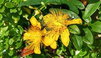 2000 Seeds of Hypericum majus, Great Canada St. John's Wort