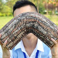 HFUS Log Pillow, 3D Digital Print Comfort Cotton Bed Throw Pillow Cushion for Home Decoration Sofa Office Chair Car Seat Armrest | Home& Travel | Rustic Cabin Décor 43 × 13 cm