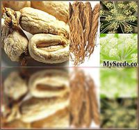 Tiyuki (30) Dong Quai aka Female Ginseng Herb Seeds - Angelica sinensis - Combined S&H