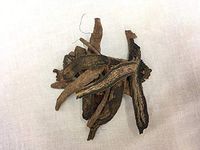 丹参 (安徽) | Chinese Salvia (From An Hui)