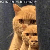 400lb / 180kg Digital Body Weight Bathroom Scale with Step-On Technology and Tempered Right Angle Glass Balance Platform