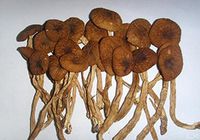 Delicious mushroom Agrocybe Aegerita dried 1200 gram, Grade A