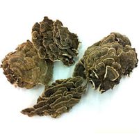 Wild Turkey Tail Fungi Trametes Versicolor Coriolus Versicolor Yun Zhi Herb 500g
