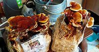 Mushroom Man LLC, Reishi Mushroom Kit - Indoor Growing Kit ~ Reishi's Legacy spans Centuries, Earning Global Recognition as a nutraceutical Species Supporting Longevity, General Wellness & Vitality!