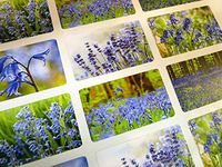 Bluebell Seal Labels Decorative Floral Flower Stickers for Envelopes, Self-Adhesive Labels