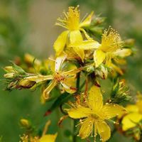 St. John's Wort Herb Seeds (Hypericum Perforatum) 50+Seeds
