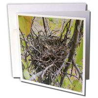 3dRose Empty Bird Nest - Greeting Cards, 6 x 6 inches, set of 12 (gc_36698_2)