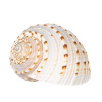 Spotted Tonna Sea Shell | Spotted Tonna Tessalata Sea Shells | 6" Collector Shell | 1 Piece Set for Display or Decor | Plus Free Nautical eBook by Joseph Rains