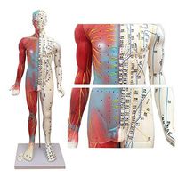 XIEJI 80Cm Male and Female Acupuncture Model Meridian Model of Acupuncture Points for Human English-Chinese Body