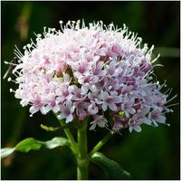 Heirloom Organic Valerian 200 Seeds