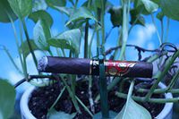 The Cigar Planter - (Cigar Holder and Flower Pot Planter)