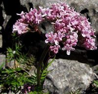 True Source Seeds - Valerian Officinalis Hardy Perennial Tall Pink Flowers,30 Seeds