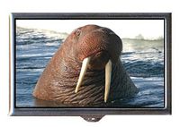 Walrus Great Closeup Color Photograph Decorative Pill Box