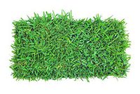 Palmetto St. Augustine Grass 72 Count Plug Tray - Covers 72 Sqft