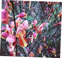 WDT 1 Pcs Starter Plant Scotch Broom Cytisus 'Sister Rosie Smnscdry' - 33EB