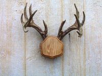 The Taxidermists Woodshop Medium Oak"The Deer Stand" Antler Mounting Kit