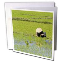 3dRose Vietnamese farmer, Rice paddy, Hoi An, Vietnam-AS38 DFR0370 - David R. Frazier - Greeting Cards, 6 x 6 inches, set of 12 (gc_69562_2)