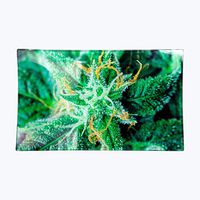 V Syndicate AK 47 Medium 10x6.5 inches Glass Rolling Tray