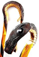 oleksandr.victory Cane Walking Stick Wooden Stick Handmade Men's Accesories (34 inch, Cobra)