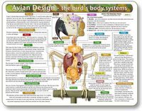 Kemah The Bird's Body Systems - A Double-Sided, UV Protected, Laminated Bird Anatomy Chart: A Learning and Teaching Chart for Veterinary Science Professionals, Veterninary Technicians, Bird Lovers