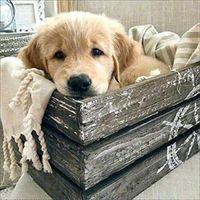 Meidexian888 DIY 5D Diamond Painting,Embroidery Paintings Rhinestone Pasted DIY Diamond Painting Cross Stitch Full Diamond (B)