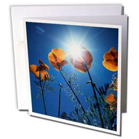 3dRose The Sunset Behind an California Poppy Wildflowers - Greeting Cards, 6" x 6", Set of 6 (gc_230052_1)