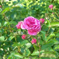 Rose 10% in Jojoba oil 20ml