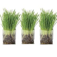 Pop Up Cat Grass Kit (3 Pack) - Just Add Water and Seed. The Perfect Size Snack Your Pets Will Love. Includes Organic Non GMO Wheatgrass Seed and Fiber Soil in a Bag. Easy Growing, Store and Serve.