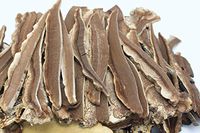 Sliced Dried Lingzhi Reishi Mushroom Linh chi 靈芝片 灵芝片 FREE worldwide AirMail