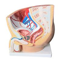 LXX Male Pelvic Cavity Anatomical Model Sagittal Section Human Anatomy Model Medical Training Teaching Aid