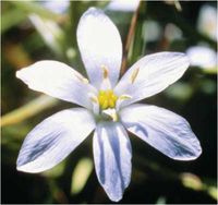 Star of Bethlehem 7.40 Milliliters
