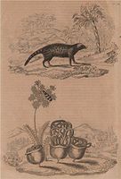 Civette (Civet). Clairon (Trichodes apiarius). Clathrus ruber fungus - 1834 - old print - antique print - vintage print - Mammals art prints
