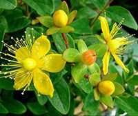 100+ Organic St. John's Wort Seeds ~Hypericum perforatum
