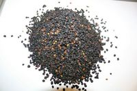 Organic Bio Herbs-Organic Dried Elderberry Fruit (Sambucus Nigra) 4 Oz.