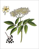 Media Storehouse 10x8 Print of Sambucus nigra,Elder, Elderberry, Black Elder, European Elder, European (18309999)
