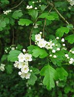 15 Seeds of Crataegus laevigata, English Hawthorn, Smooth Hawthorn, Midland Hawthorn, Woodland Hawthorn, Mayflower