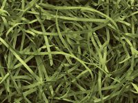 4oz Bag Olive Green VERYFINE Fine Cut Gift Basket Shred Paper Grass Filler Bedding nfLG -460