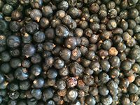 Organic Bio Herbs-Organic Dried Juniper Berries (Juniperus Communis) 4 Oz.