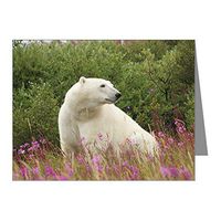 Note Cards (10 Pack) Polar Bear on Canadian Tundra