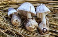 Paddy Straw Mushroom (Volvariella Volvacea) Liquid Culture