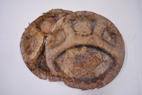 globalproductsofindianorigin set of 50 peepal tree leaf plate pattal dona bowl disposable compostable ecofriendly 12 inch around all occasion indoor outdoor birthday party house wedding langar picnic