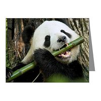 Note Card Panda Bear Playing Bamboo Flute