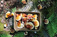 Mushroom Man LLC, Reishi Ling Mushroom Mycelium Plug Spawn - 100 Count